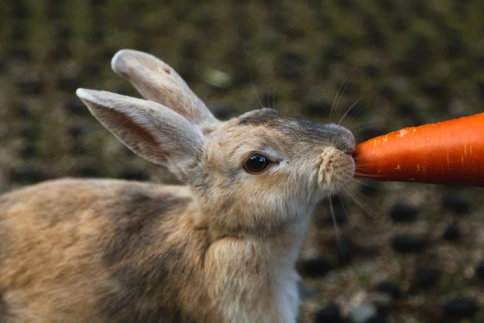 Alimentation du lapin : foin, verdure, granulés…