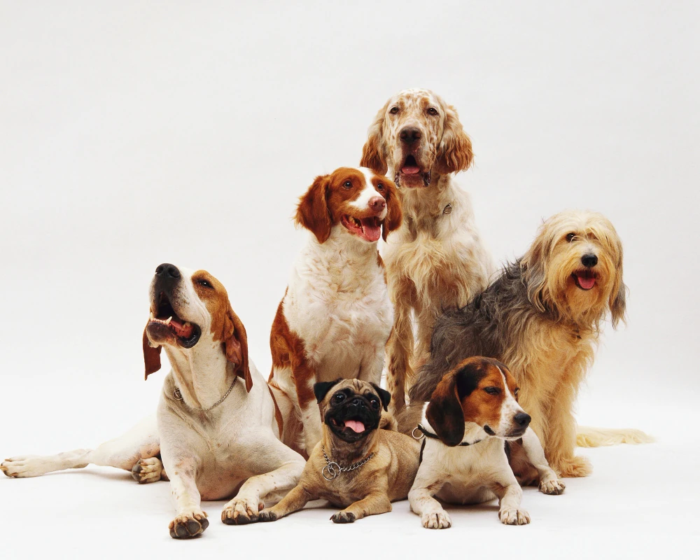 Dogs
