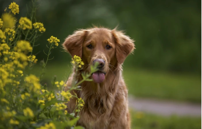 Chiens et chats : Quelles fleurs sont toxiques ?