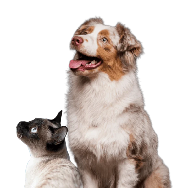 Carnet de santé numérique pour animaux de compagnie - Mascottes Mizipet