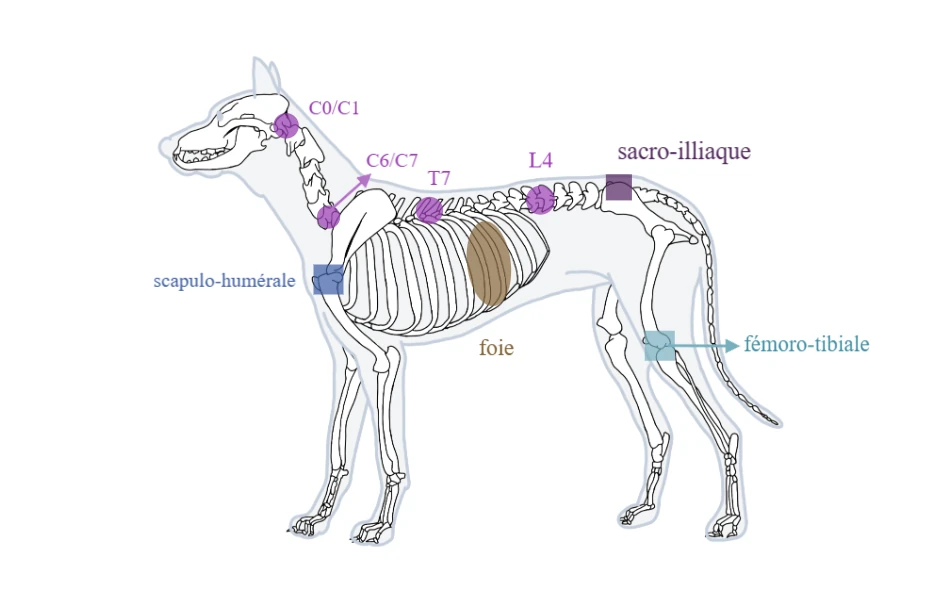 Schéma ostéopathique canin Mizipet Pro